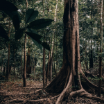 Dia da Amazônia: é hora de agir