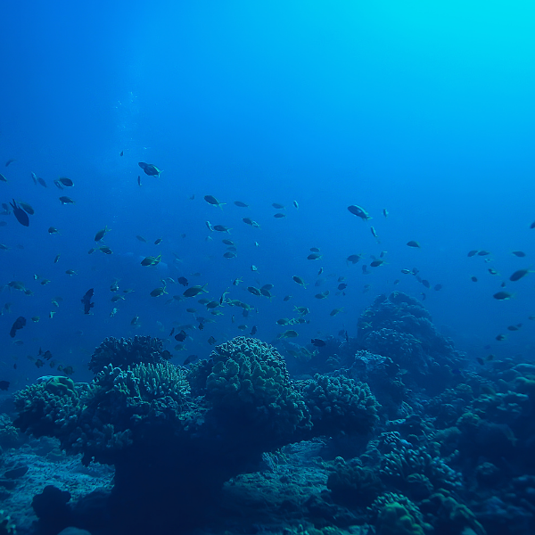 ONU abre inscrições para programa de bolsas de estudo sobre Oceano e Direito do Mar
