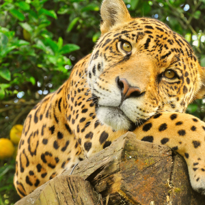 Seminário tutela jurídica do pantanal – 25, 26 e 27 de novembro de 2026
